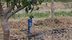 Pear irrigation experiments