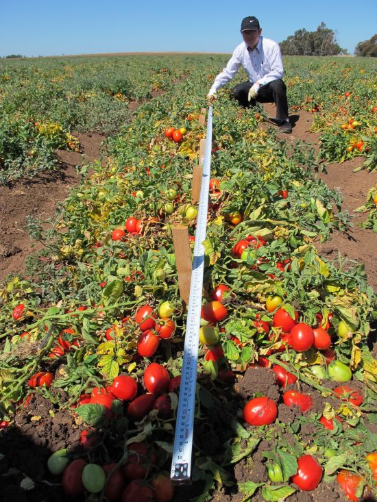 Tomato field experiment