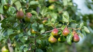 Apple and Pear production in a changing climate