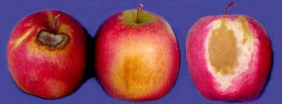 Sunburn in apples