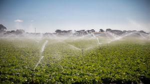 XI International Symposium on Irrigation of Horticultural Crops